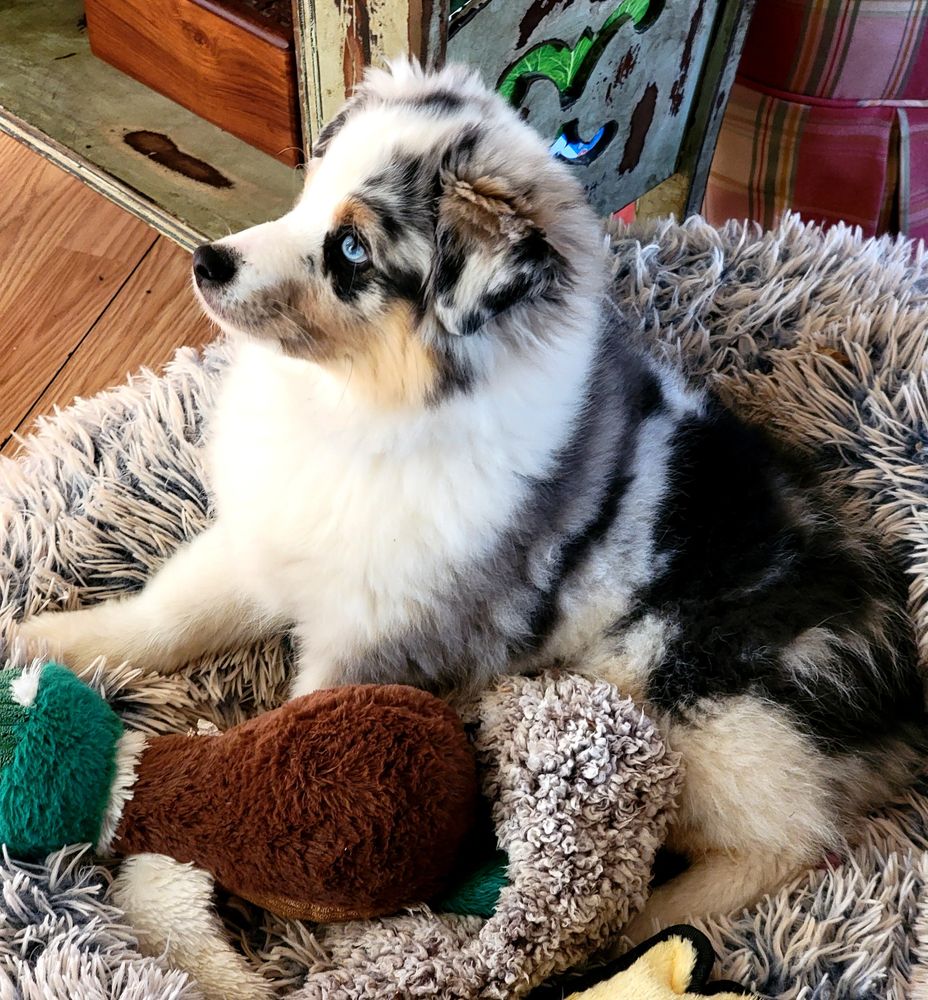 Miniature Australian Shepherd - Canna-Pet®