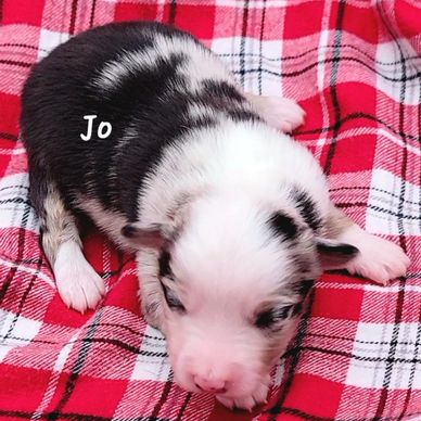 Blue merle miniature Australian Shepherd puppy girl