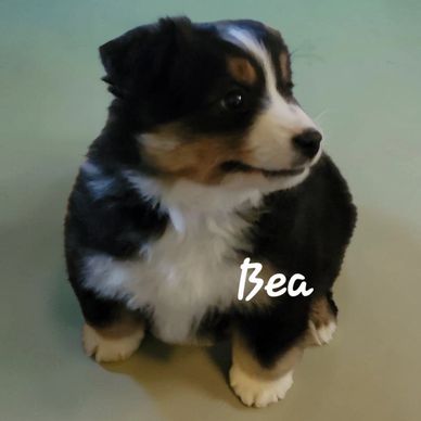 Black Tri miniature American Shepherd