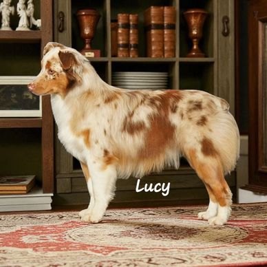 Red merle miniature American Shepherd