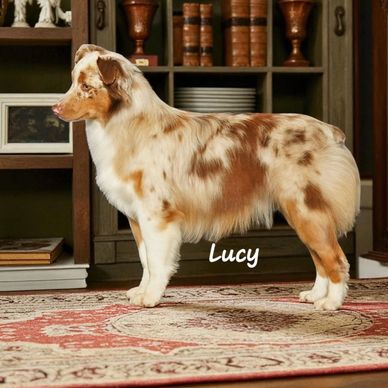 Red merle miniature American Shepherd