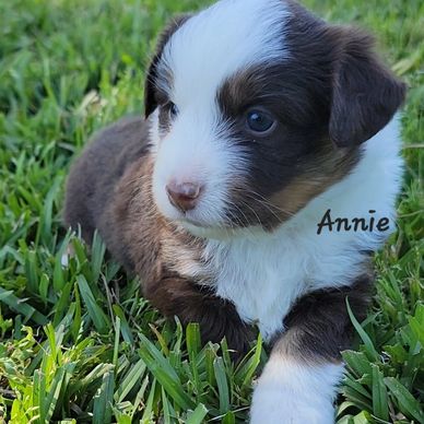 Red Tri miniature American Shepherd puppy