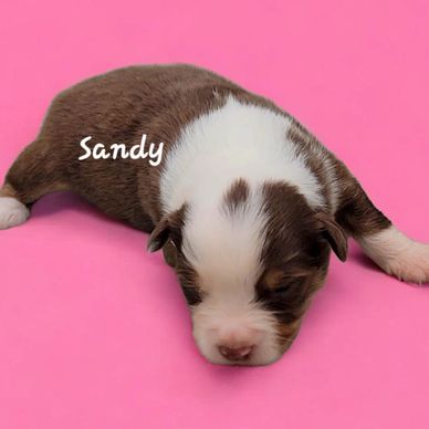 Red Tri miniature American Shepherd puppy girl