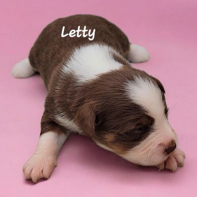 Red tri miniature American Shepherd puppy