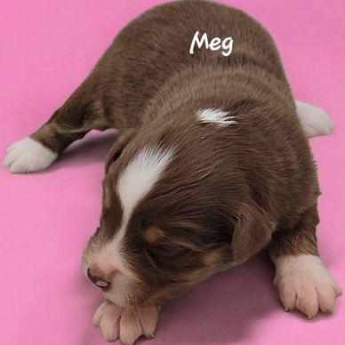 Red Merle miniature American Shepherd puppy girl want to go