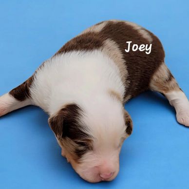 Red merle miniature American Shepherd puppy boy