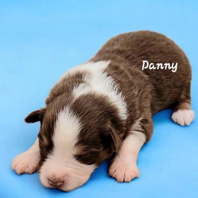 Red Tri miniature Australian Shepherd puppy