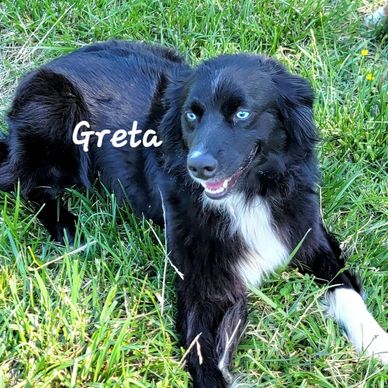Black Bi Australian Shepherd