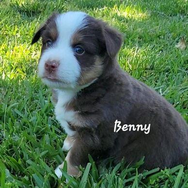 Red try miniature American Shepherd