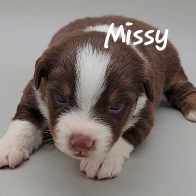 Red Tri miniature American Shepherd