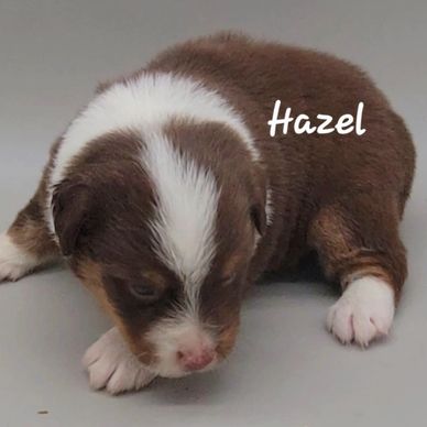 Miniature American Shepherd puppy