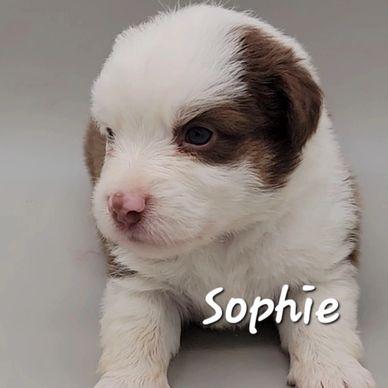 Miniature Australian Shepherds 
