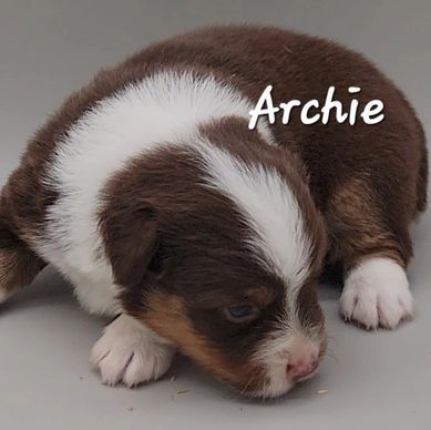 Red Tri miniature Australian Shepherd puppy