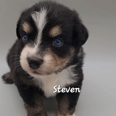Black Tri  Australian shepherd 