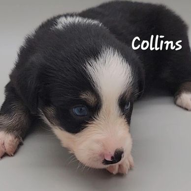 Australian Shepherd puppy