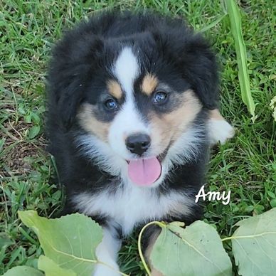 Black tri Australian Shepherd puppy boy
