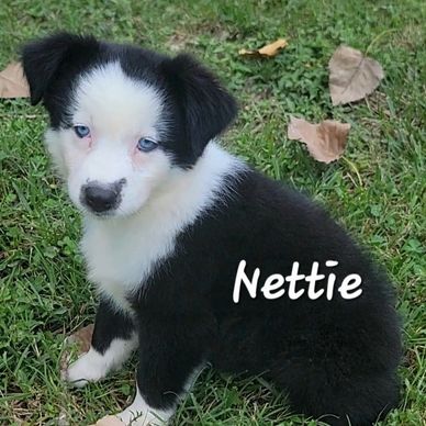 Black Tri Australian Shepherd puppy