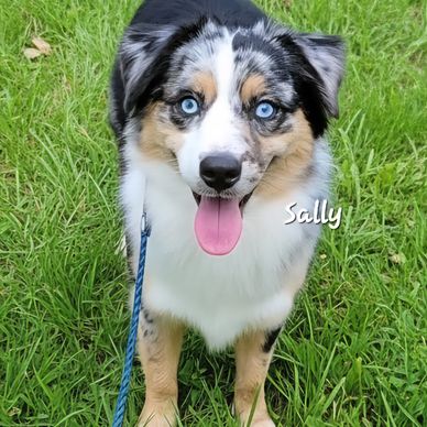 Blue Merle miniature American Shepherd