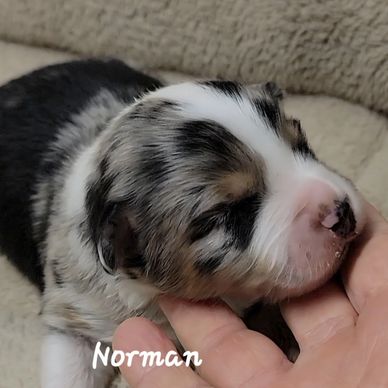 Blue merle puppy