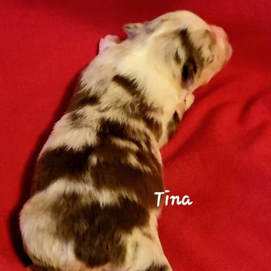 Red merle miniature American Shepherd girl
