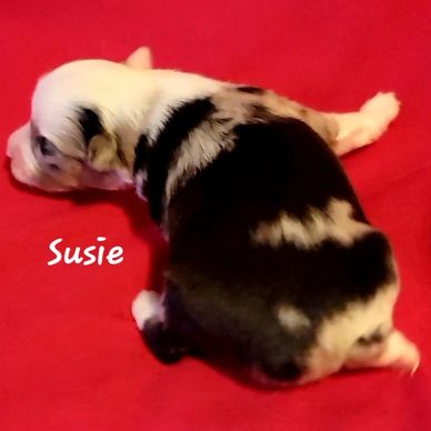 Blue merle miniature American Shepherd girl