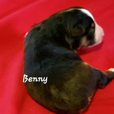 Black Triminiature American Shepherd boy