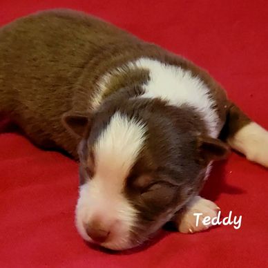 Red Tri Miniature Australian Shepherd puppy 
