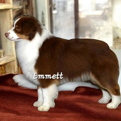 Red Tri miniature Australian Shepherd