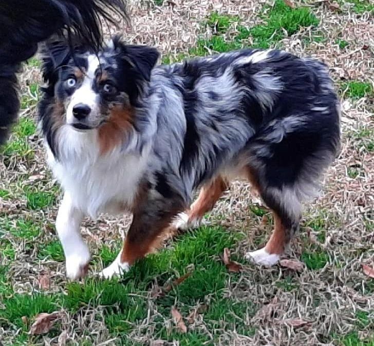 full grown toy australian shepherds