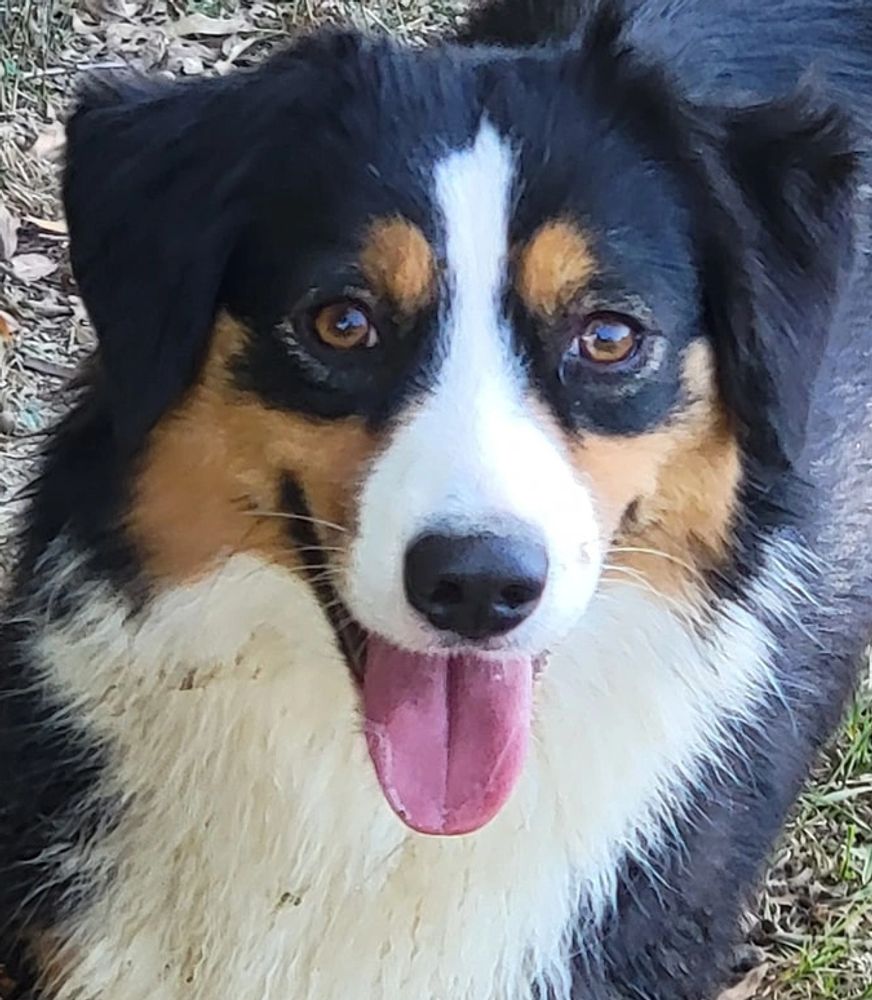 Cane Creek Aussies Shepherd, Puppy for Sale