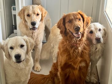 Four friendly dogs posing indoors near a window.