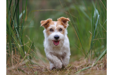 Happy dog running through tall grass outdoors.