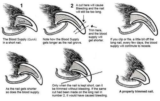 A guide to clipping claws