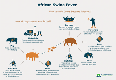 https://www.wur.nl/nl/artikel/Combating-African-Swine-Fever.htm