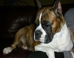 Grenfel boxers, boxer puppies ontario, boxer breeders ontario, boxers, 