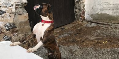 Grenfel boxers, boxer puppies ontario, boxer breeders ontario, boxers, 