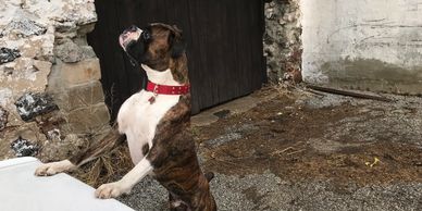 Grenfel boxers boxer breeder Ontario Canada, boxer puppies, Tanoak BoxersTanoak boxers,Grenfel Boxer