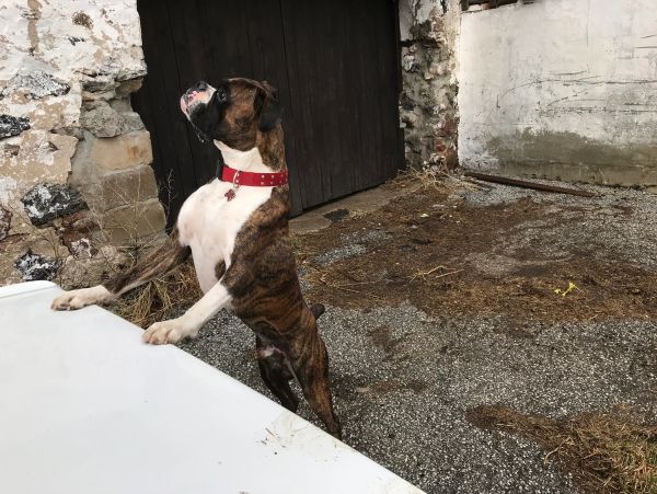 Grenfel boxers boxer breeder Ontario Canada, boxer puppies, Tanoak BoxersTanoak boxers,Grenfel Boxer