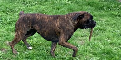 Grenfel boxers, boxer puppies ontario, boxer breeders ontario, boxers, 