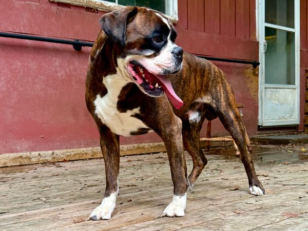 Magnus of Grenfel Boxers, barrie, Ontario, Julius, Guten Mann,