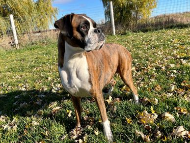 Grenfel boxers, boxer puppies ontario, boxer breeders ontario, boxers, 