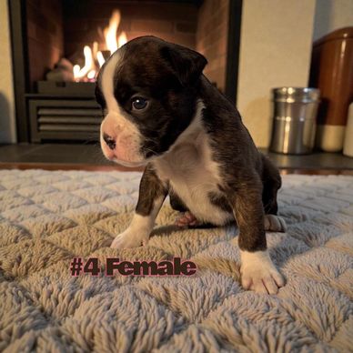 Boxer puppies Ontario Canada, Grenfel Boxers Tanoak Boxers