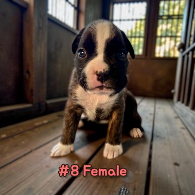 Boxer puppies Ontario Canada, Grenfel Boxers Tanoak Boxers
