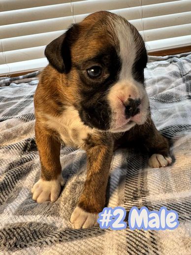 Boxer puppies Ontario Canada, Grenfel Boxers Tanoak Boxers
