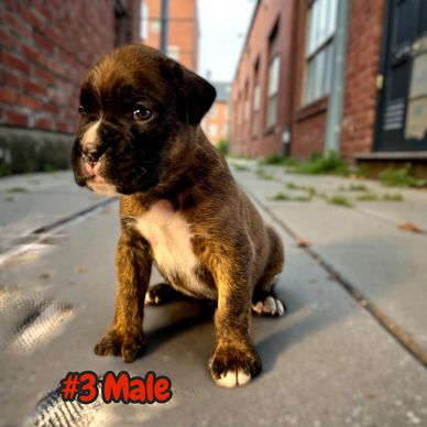 Boxer puppies Ontario Canada, Grenfel Boxers Tanoak Boxers