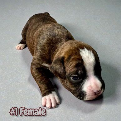 Grenfel boxers boxer breeder Ontario Canada, boxer puppies, Tanoak BoxersTanoak boxers,Grenfel Boxer