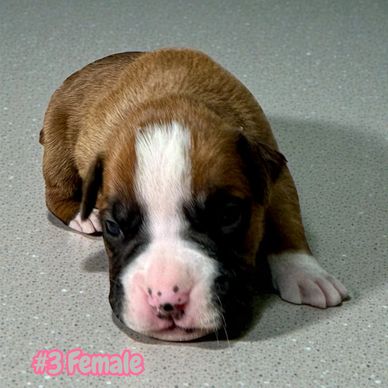 Grenfel Boxers puppies, Tanoak Boxers, Boxer breeder Ontario Canada. Boxer puppies.