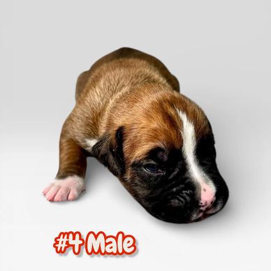 Grenfel boxers boxer breeder Ontario Canada, boxer puppies, Tanoak BoxersTanoak boxers,Grenfel Boxer