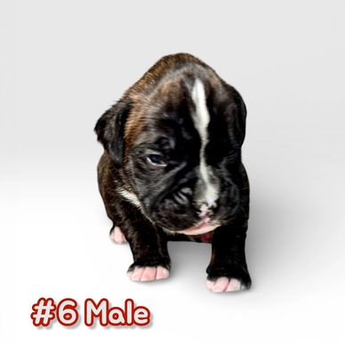 Grenfel boxers boxer breeder Ontario Canada, boxer puppies, Tanoak BoxersTanoak boxers,Grenfel Boxer