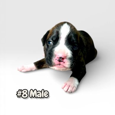 Grenfel boxers boxer breeder Ontario Canada, boxer puppies, Tanoak BoxersTanoak boxers,Grenfel Boxer